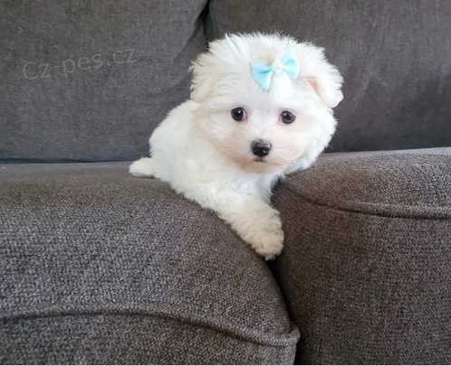 maltsk� �t���tka k adopci