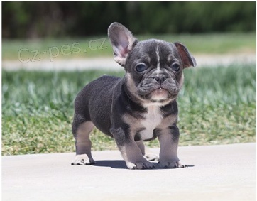 Francouzsk� buldo�ky jsou k dispozici k adopci