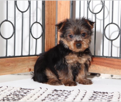 jork��rsk� teri�r