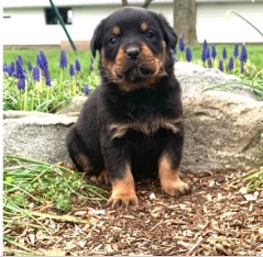 �t��ata rotvajleru p�ipravena k adopci