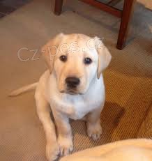 Labrador�t� retr�v�i