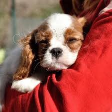 kaval�r kr�l charles �pan�l