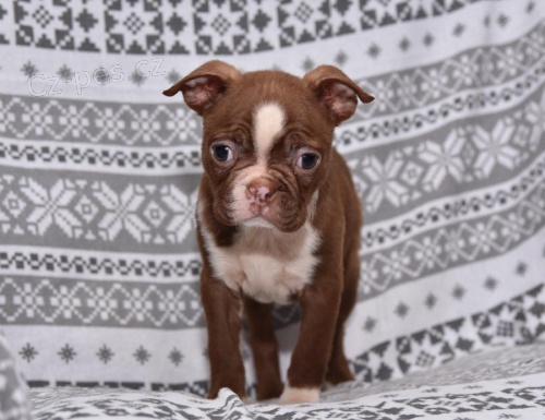 �t��ata boston teri�ra k dispozici, pros�m kontaktujte alosite sv� Whatsapp ��slo ...