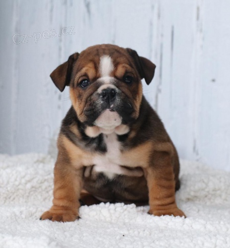 roztomil� francouzsk� buldok ov��k pes a fena p�ipraven� pro nov� domov, pro v�ce informac� se pros�m p�ihlaste s Whatsapp ��slem. D�k.
