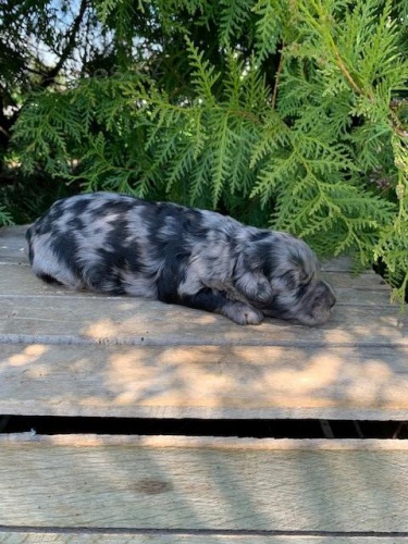 roztomil� zlat� samec a samice p�ipraven� pro nov� domov, pro v�ce informac� se pros�m p�ihlaste s Whatsapp ��slem. D�k.