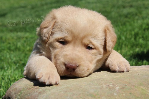 roztomil� labrador samec a samice p�ipraven do nov�ho domova, pro v�ce informac� se pros�m p�ihlaste s Whatsapp ��slem. D�k.