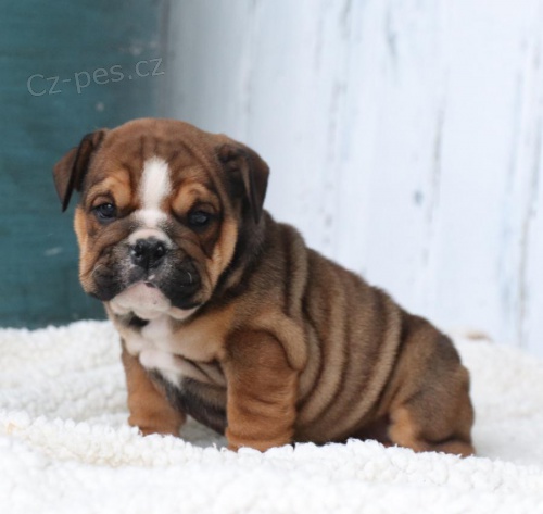 roztomil� anglick� b��� pes a fena p�ipraven� pro nov� domov, pro v�ce informac� se pros�m p�ihla�te s Whatsapp ��slem