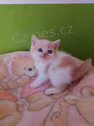 roztomil� britsk� pes a fena p�ipraven� pro nov� domov, pro v�ce informac� se pros�m p�ihlaste s Whatsapp ��slem