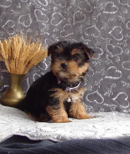 roztomil� york��rsk� teri�r pes a fena p�ipraven� pro nov� domov, pro v�ce informac� se pros�m p�ihlaste ... Zobrazit podrobnosti reklamy ...