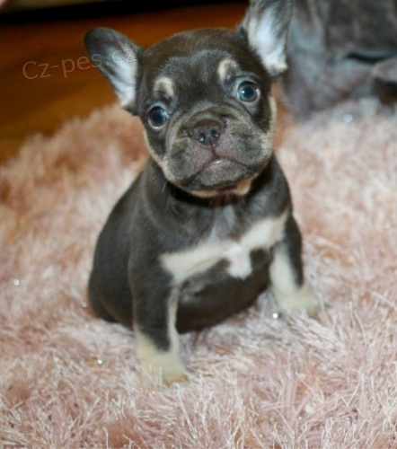 Francouzky Buldo�ky