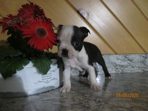 roztomil� boston teri�r a bu�te p�ipraveni na nov� domov, pro v�ce informac� se p�ihlaste s Whatsapp number PRO V�CE PODROBNOST�