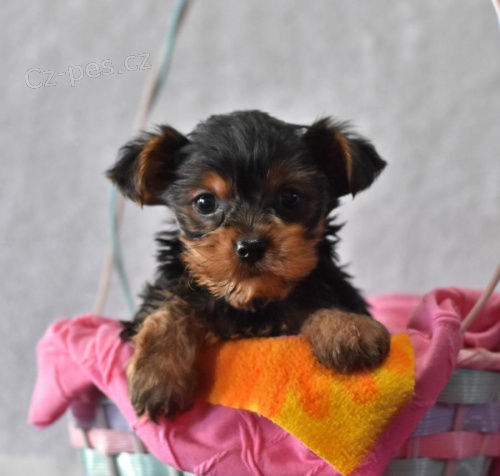 P�ed�v�m sv�j yorkshire zdarma k adopci, kontaktujte pros�m jejich WhatsApp pro v�ce informac�.