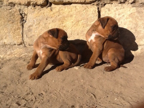 boxersk� �t��ata jsou k dispozici, pros�m, kontaktujte spolu se sv�m ��slem Whatsapp.