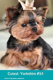 roztomil� yorkshier teri�r fena pro adopci zdarma v�echna �t��ata jsou zdrav� a maj� rodokmen, o�kovanou k��i a mikro�ipy zdarma. roz���it hygienick� z�ruky. jsou pro mu�e a �eny. Kontaktujte m� e-mailem a ulo�te ��slo Whats