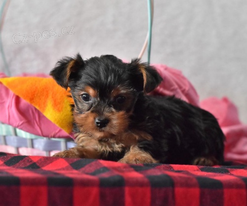 ��asn� jork��rsk� �t��ata