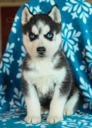 ��asn� �t���tka sibi�sk�ho husky