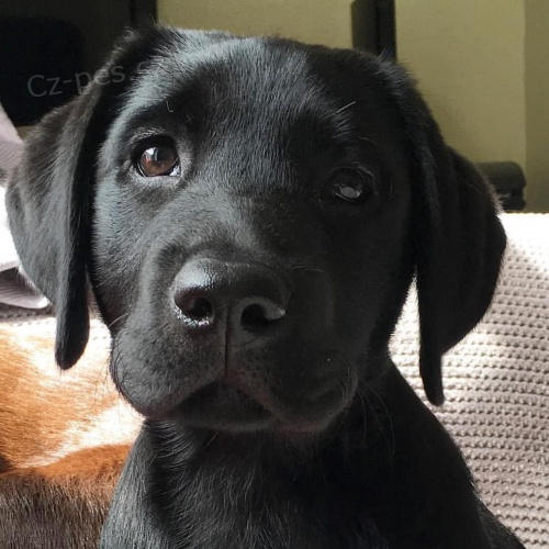 roztomil� �t��ata labradora