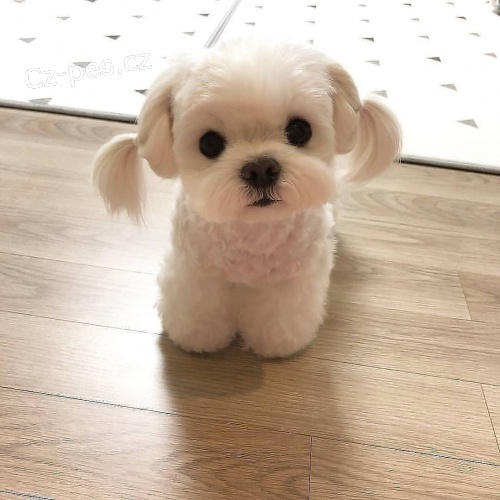 roztomil� maltsk� �t��ata