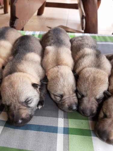 �eskoslovensk� vl��k - pejsek