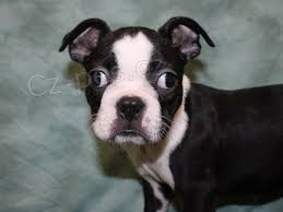 ��asn� �t���tka boston teri�ra