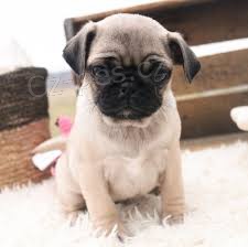 kr�sn� Mops �t��ata