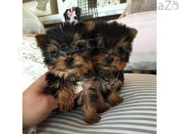 ��asn� a hrav� jork��rsk� �t��ata