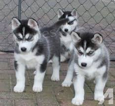 kr�sn� sibi�sk� husky �t��ata