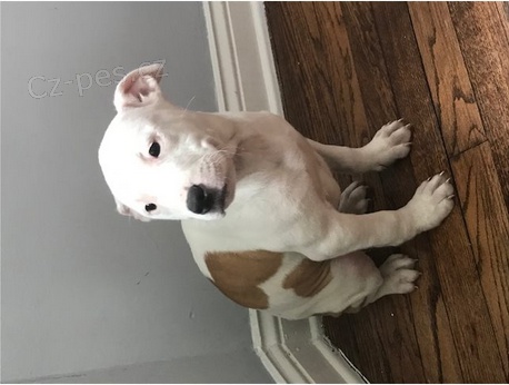 Kr�sn� americk� �t�n� pitbul b�k pro adopci