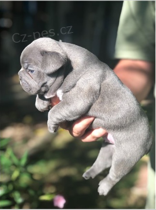 Francouzsk� buldo�ky jsou k dispozici k adopci