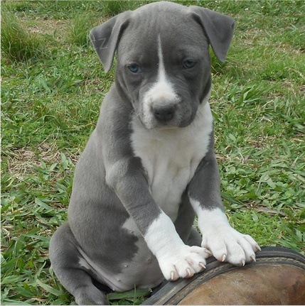 Kr�sn� americk� staford��rsk� teri�r �t�n� k adopci