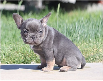 Kr�sn� francouzsk� buldok �t�n� k adopci