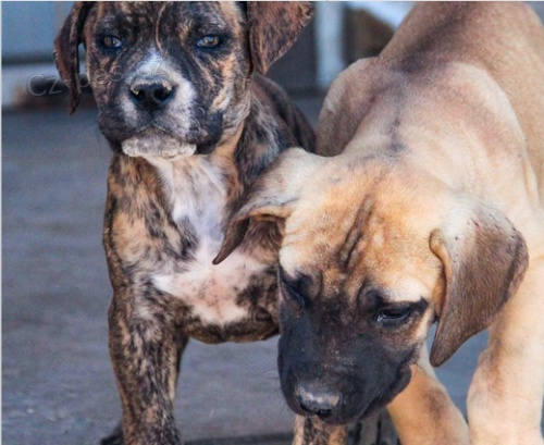 Kr�sn� �t�n� Bullmastiff k adopci