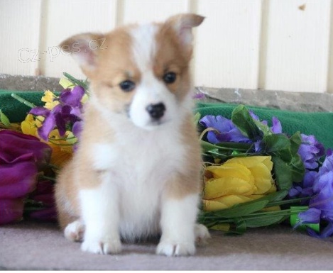 �t��ata vel�sk� Corgi Pembroke jsou p�ipravena k adopci