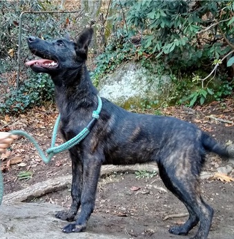 Kr�sn� �t�n� holandsk�ho ov��ka k adopci