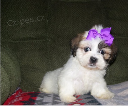 Kr�sn� �t�n� Lhasa Apso k adopci