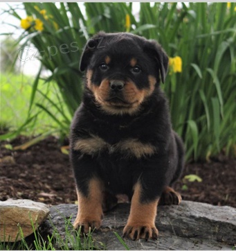 Kr�sn� �t���tka rotvajler� k adopci.