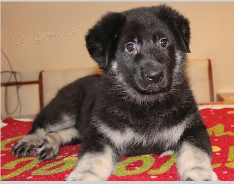 Kr�sn� �t���tka z v�chodoevropsk�ch ov��k� k adopci.