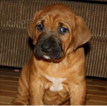 Kr�sn� �t���tka Tosa Inu k adopci.