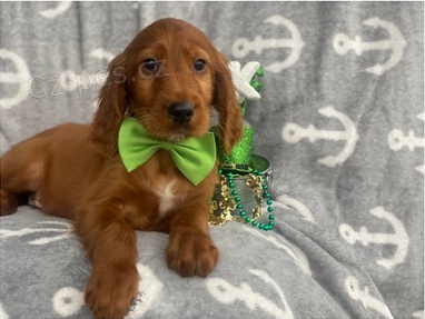 Kr�sn� �t���tka irsk�ho setra k adopci.