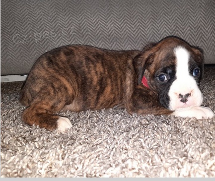 Kr�sn� �t���tka boxera k adopci.