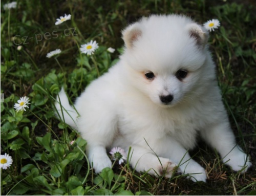 Kr�sn� japonsk� �t���tka pro adopci.