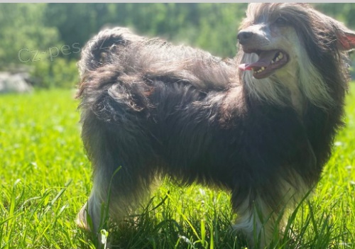 Kr�sn� ��nsk� chocholat� �t���tka k adopci.