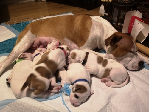 �t��ata americk�ho buldoka