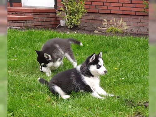 Husky �t��ata FCI