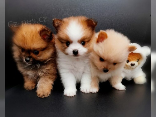 Pomeranian �t��ata jsou nyn� k dispozici