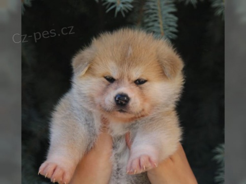 �t��ata akita inu  jsou v�m k dispozicii.