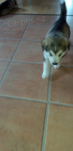 Alja�sk�  Malamutei jsou k dispozici co nejd��ve