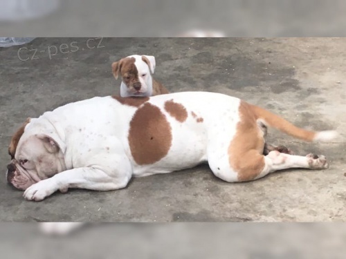 americk� buldok �t��ata k adopcii