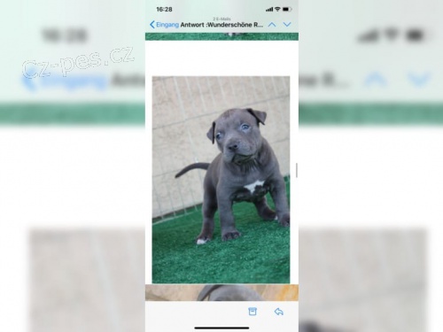 Americk� pitbulteri�r pro nov� domyi
