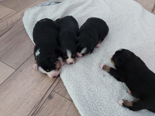 Appenzell �t��ata pro novy domy